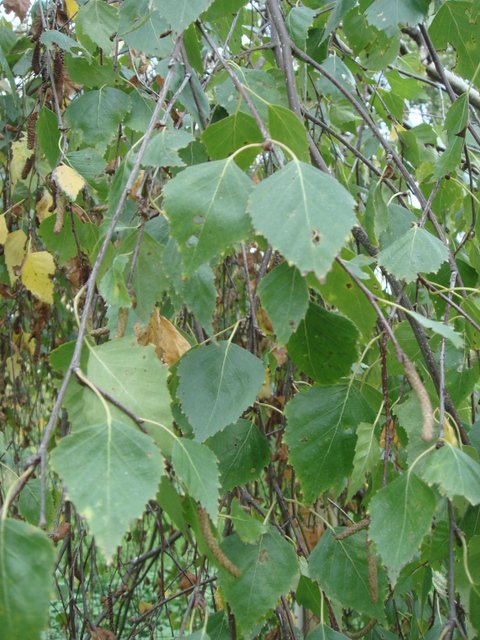 Betula pendula 'Youngii' feuille